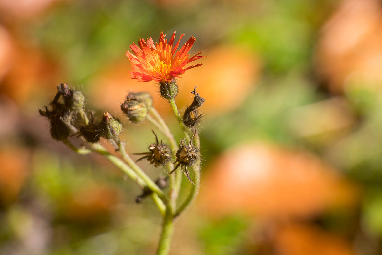 Herbstliche Blüten