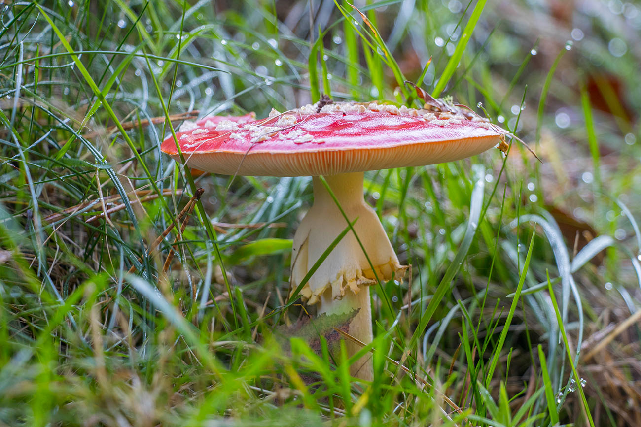 Fliegenpilz