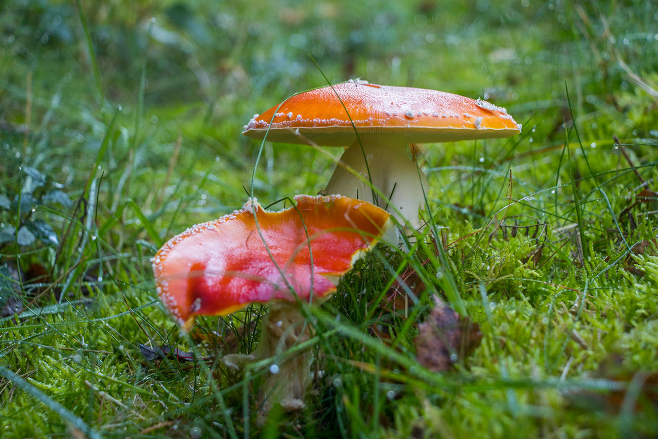 Fliegenpilze
