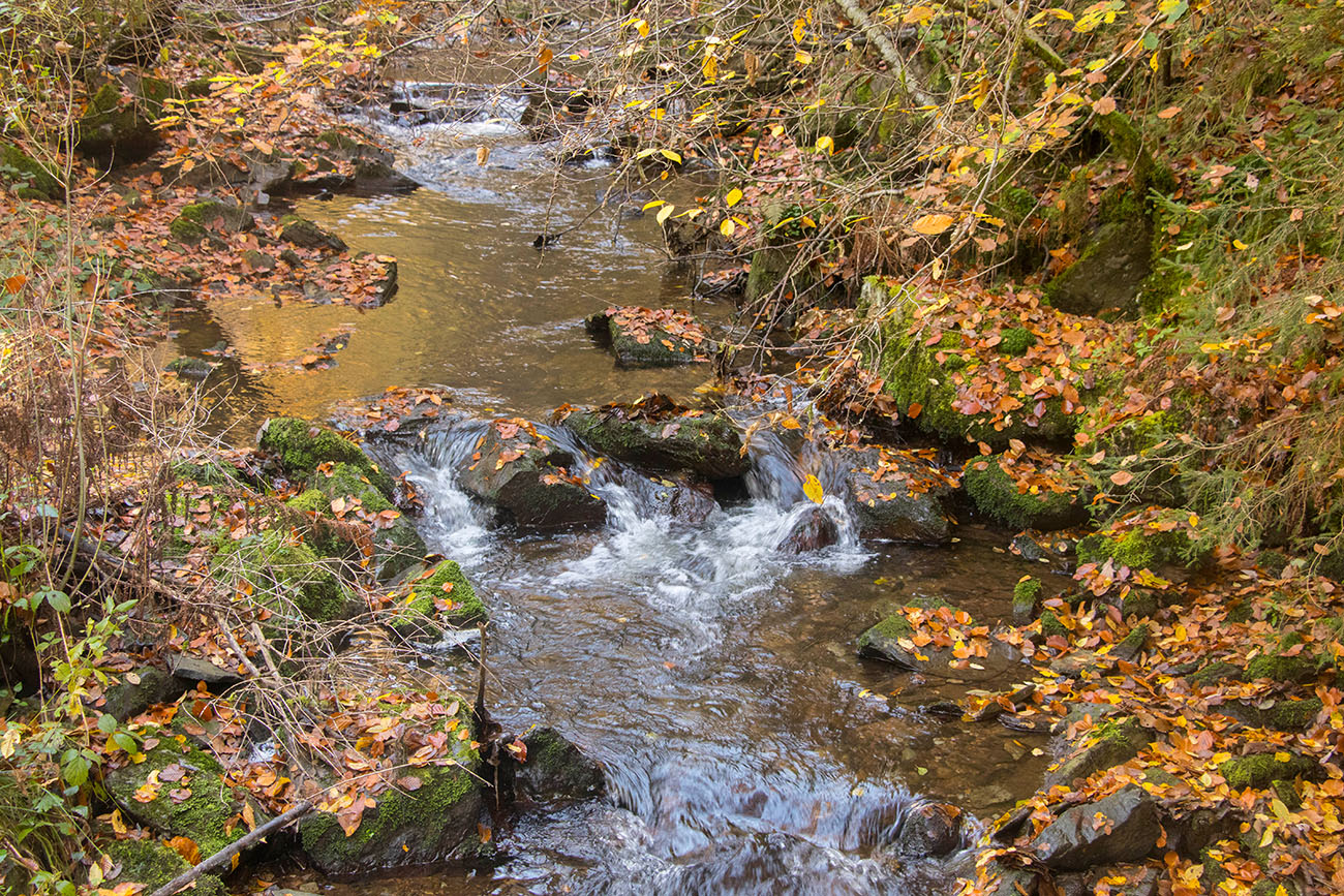 Der Allbach 