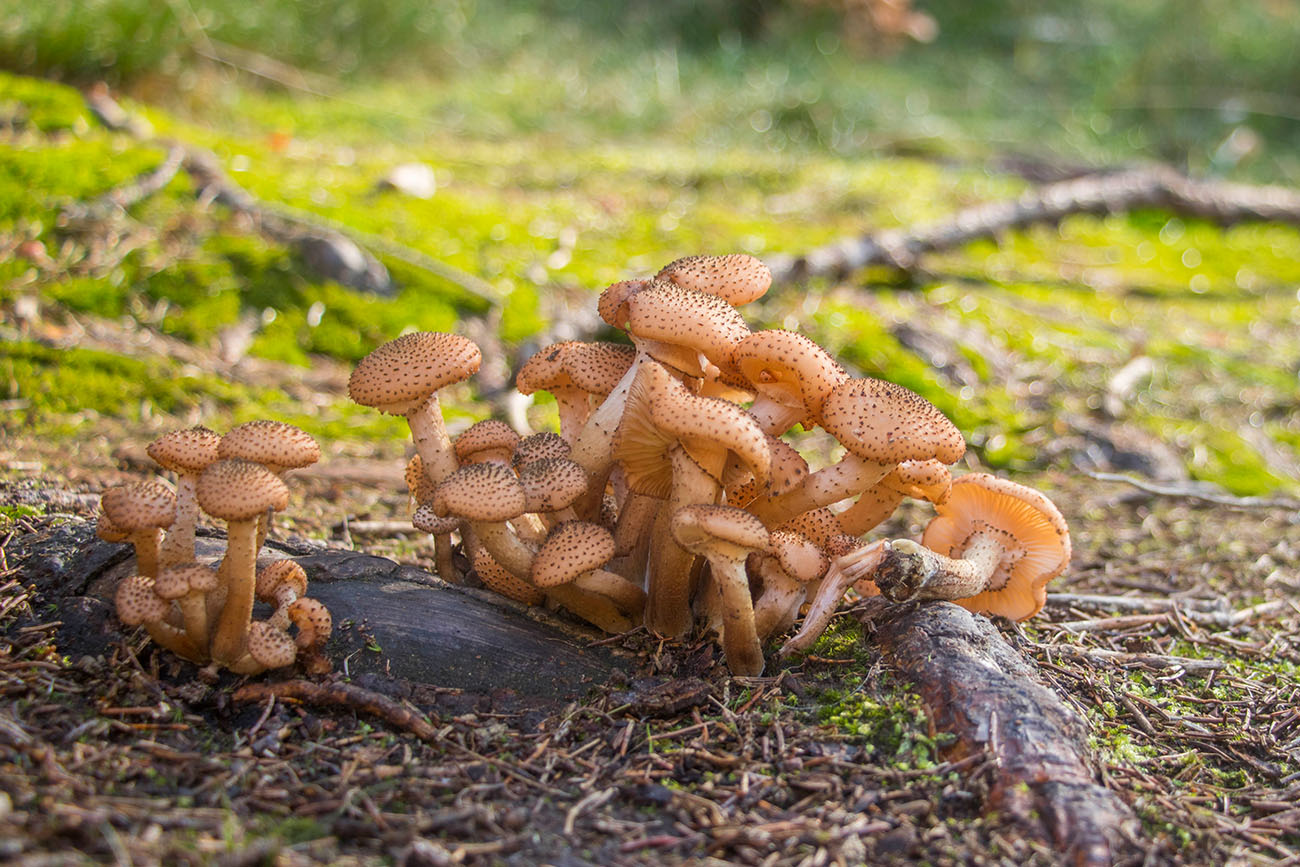 Der Waldboden ist voller Pilze 