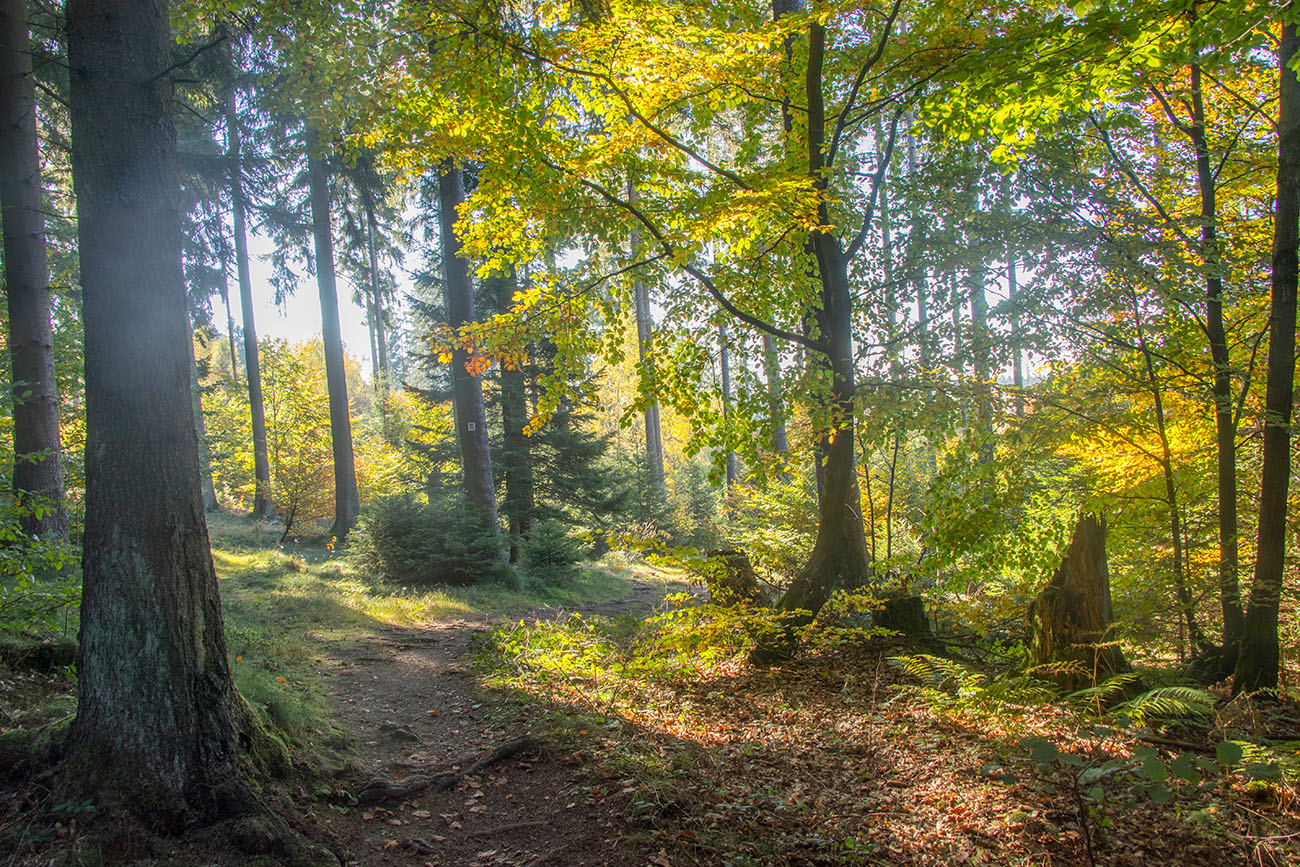 Schöner Waldweg 