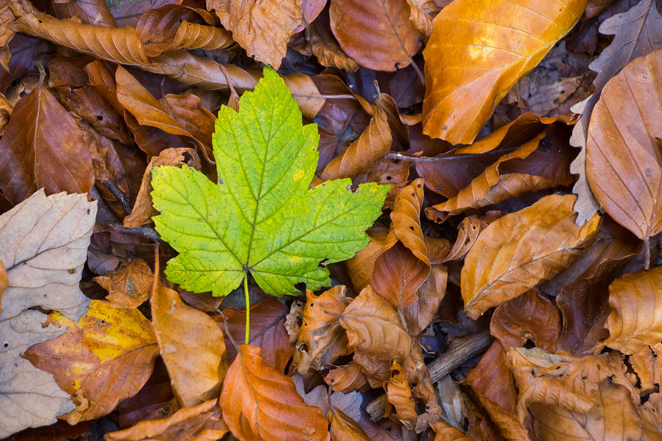 Herbstgruß