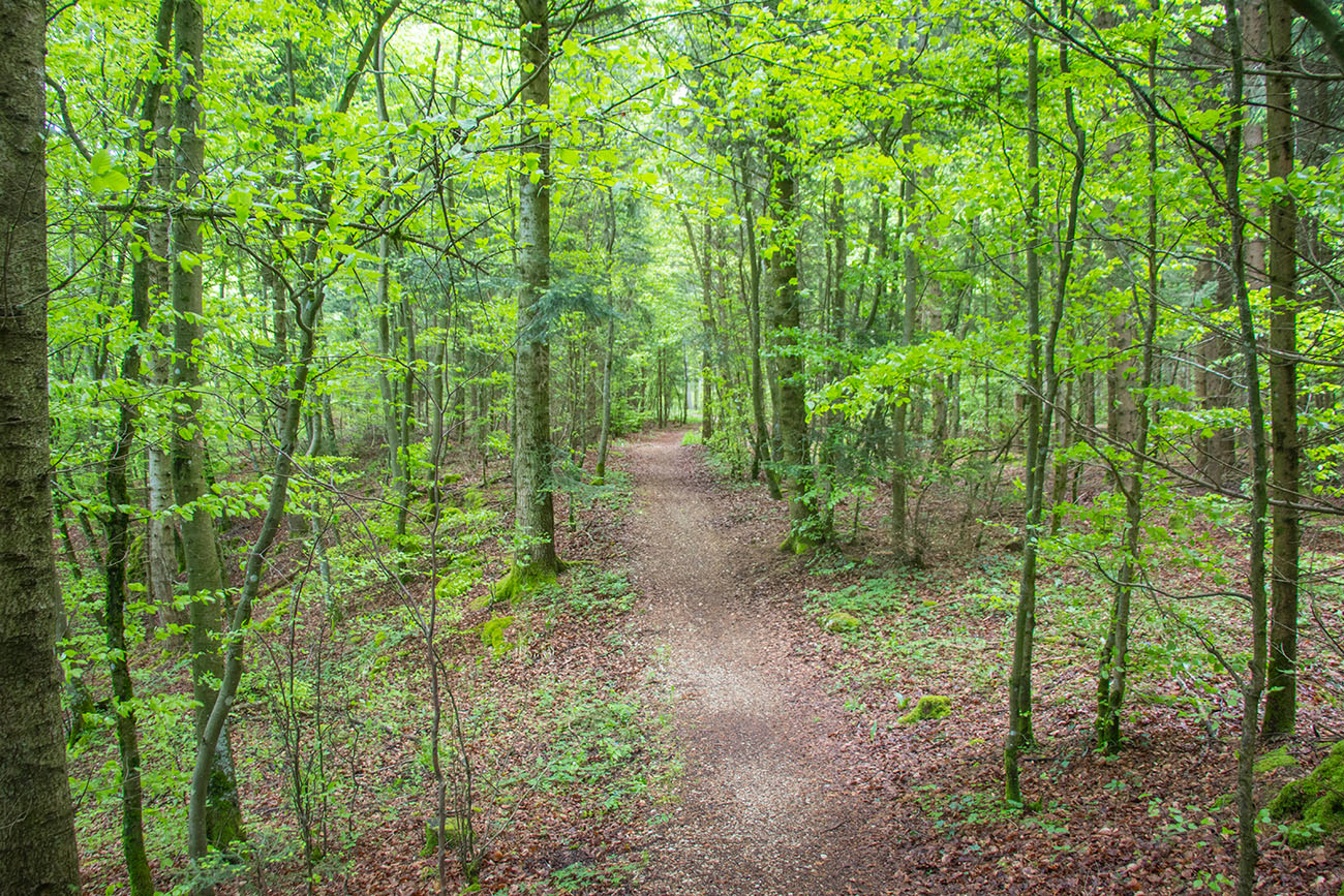 Waldpfad