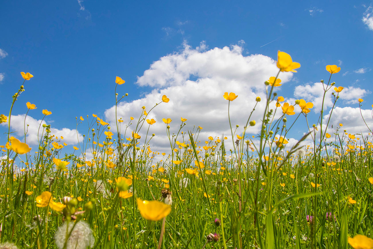 Saftige Blumenwiese 