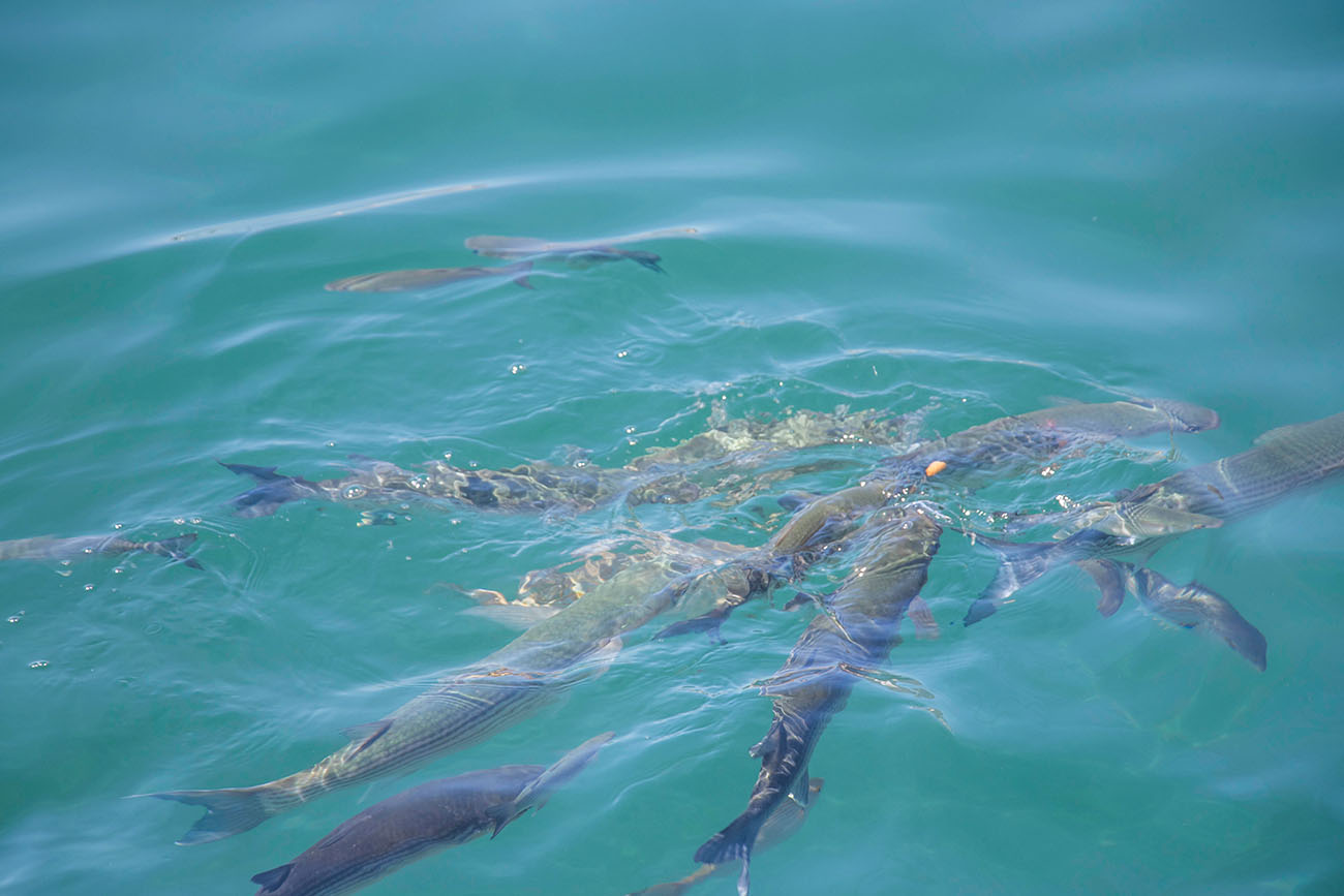 Fische im Hafen von Los Gigantes 