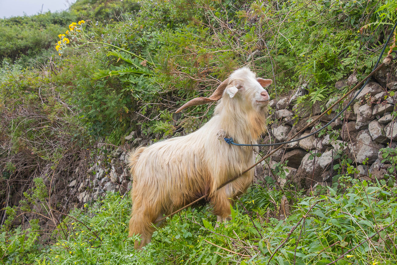 Riesiger Ziegenbock 