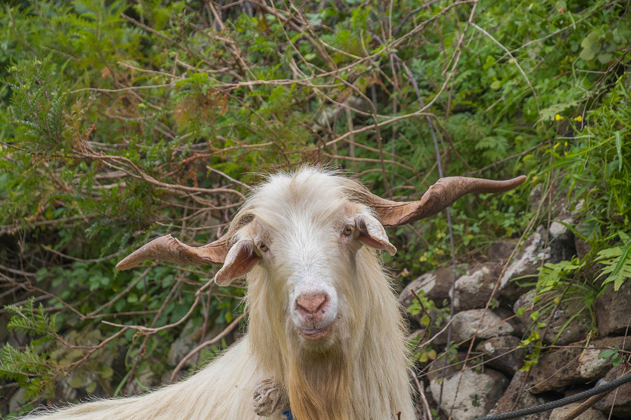 Schöner Kerl 