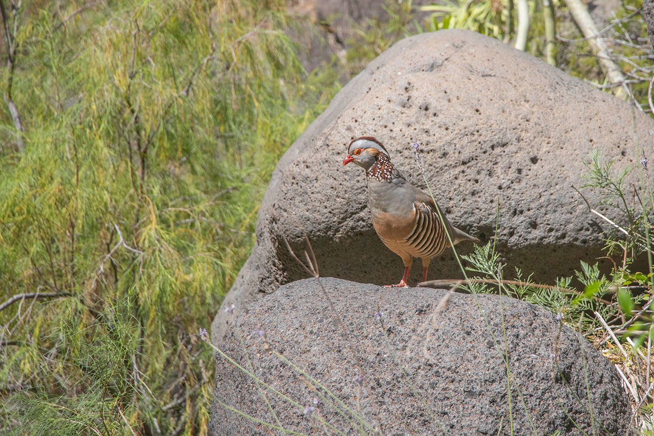 Bunter Vogel ... 