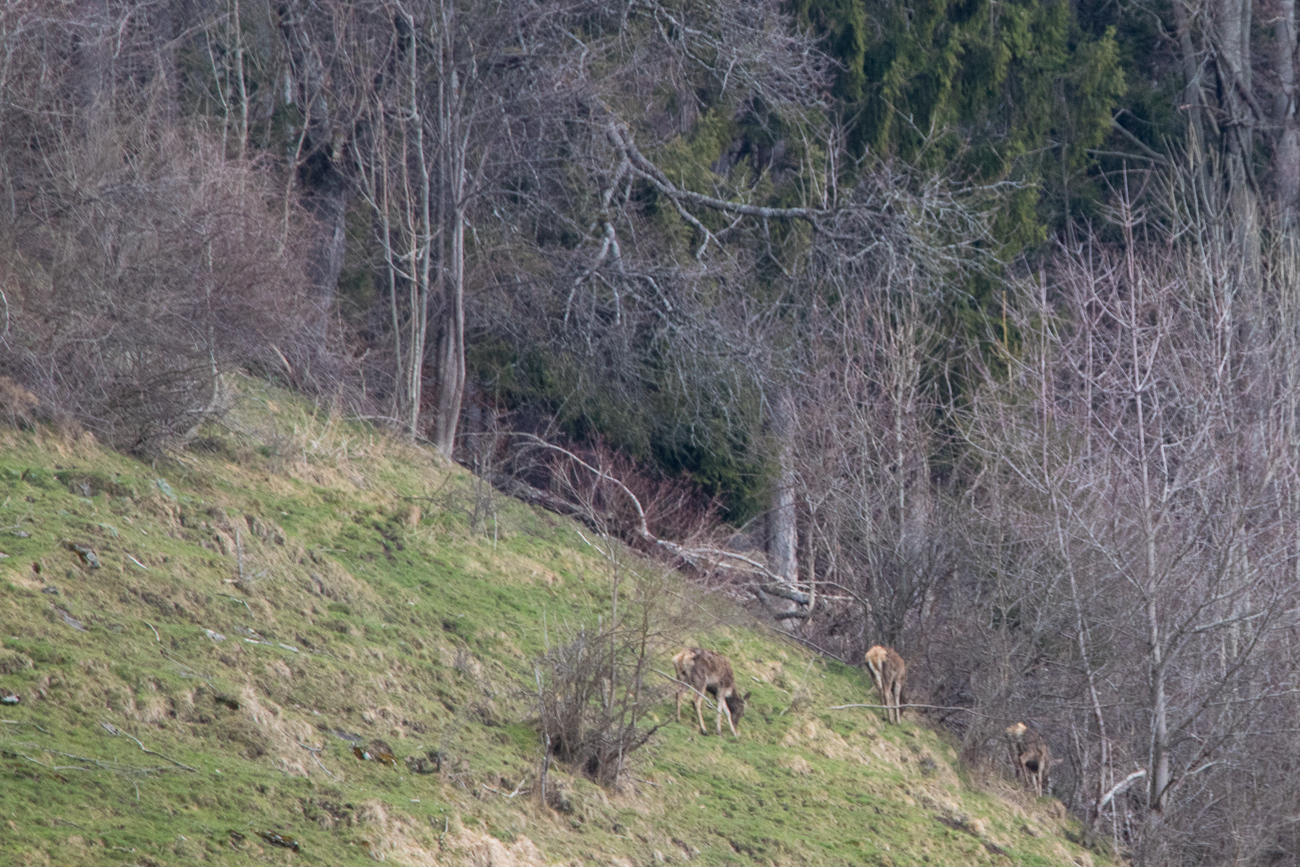 Hirschküche am Hang 