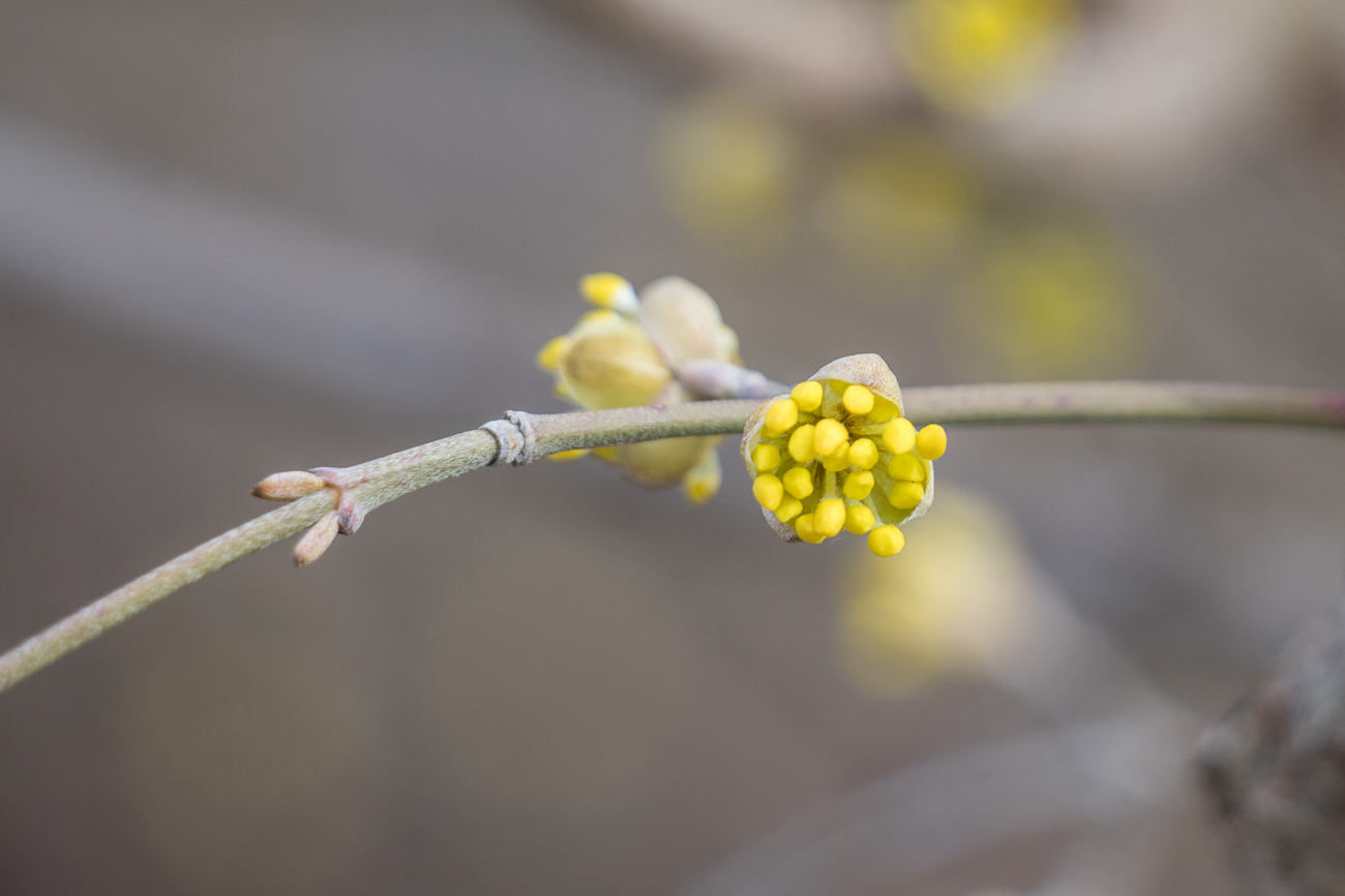 Erste Blüten trotzen dem Wetter 