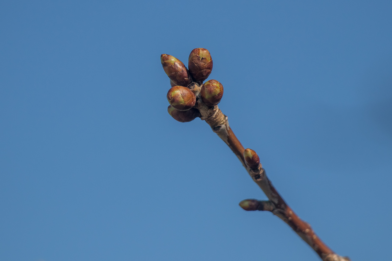 Bald werden sich die Knospen öffnen (und die Allergiker erfreuen) 