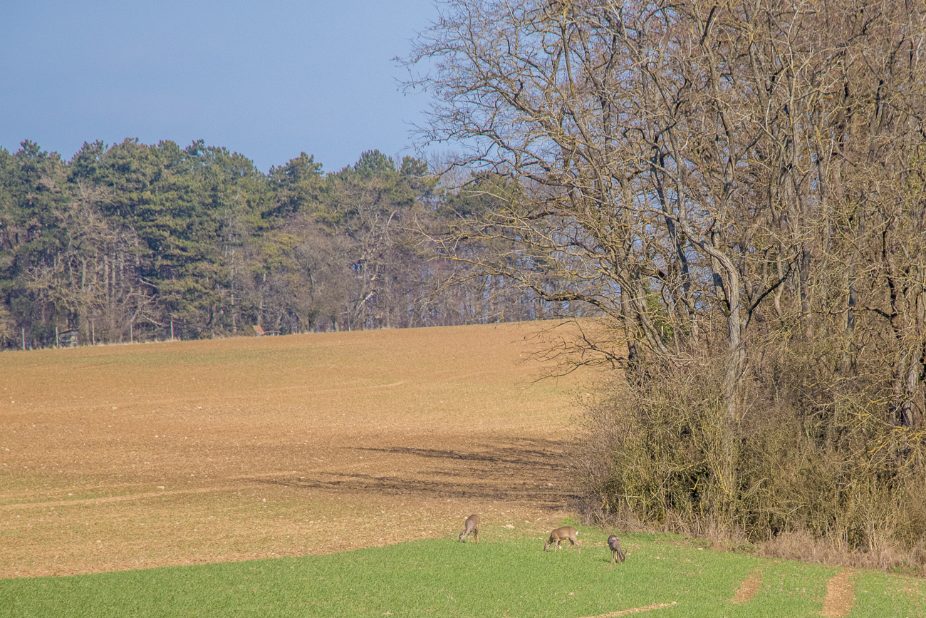Äsende Rehe