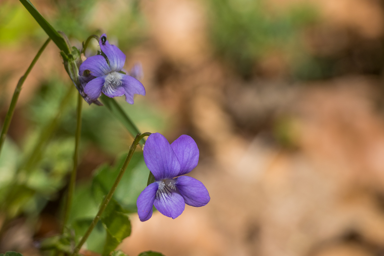 Zarte Blüten 