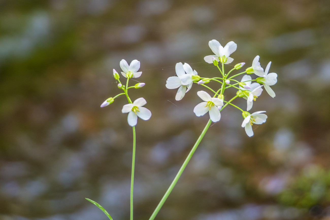 Wiesenschaumkraut