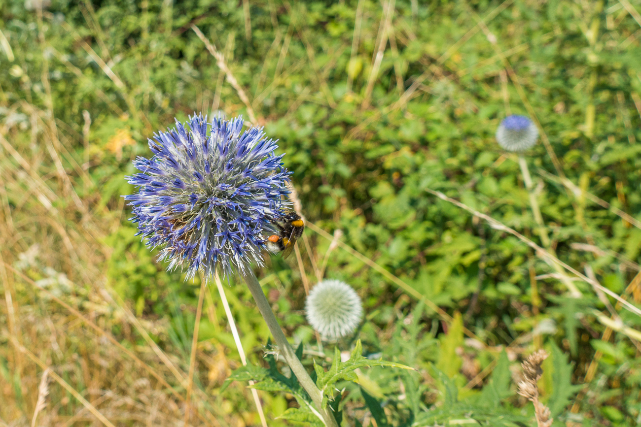 Blüte mit Besuch