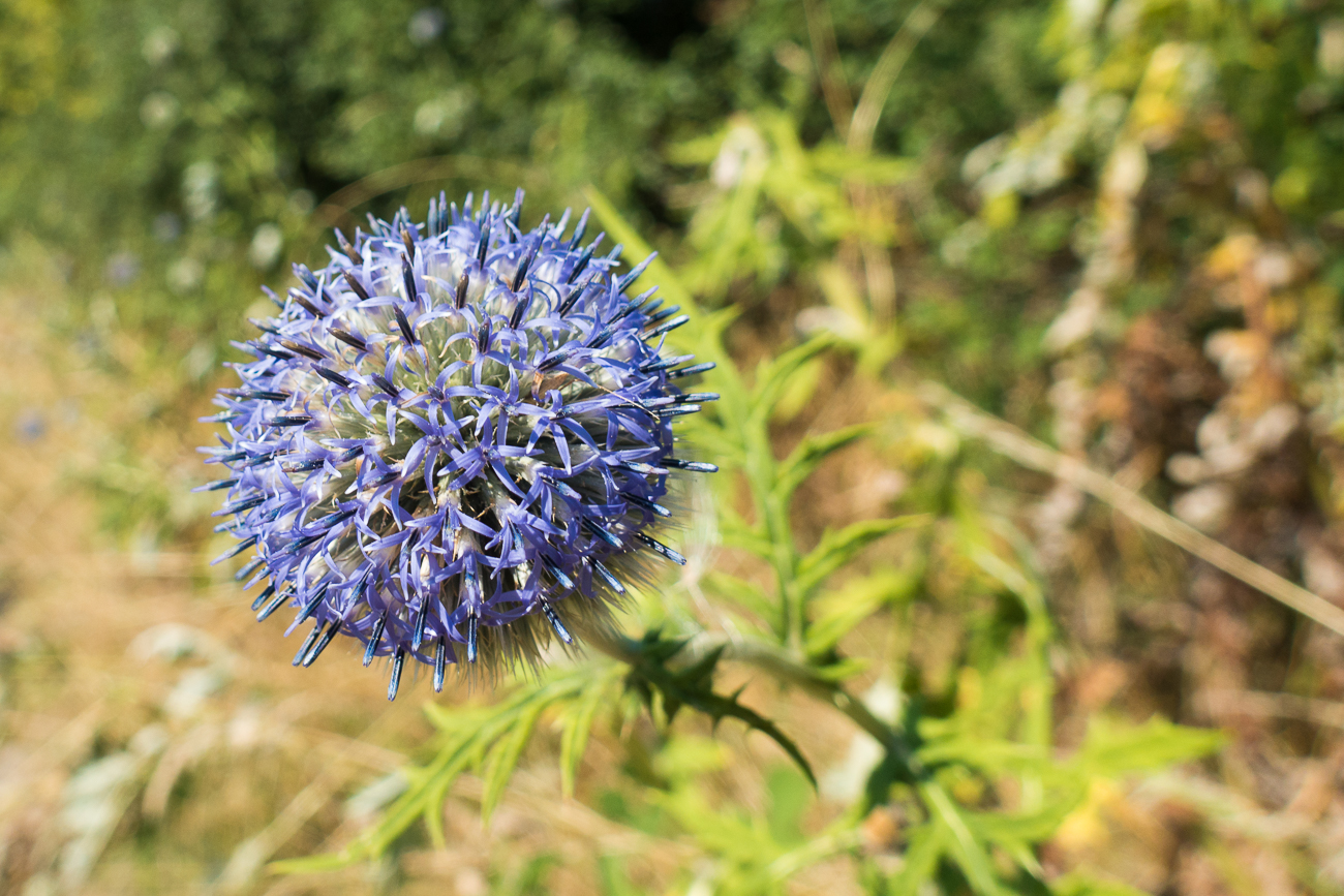 Distelblüte