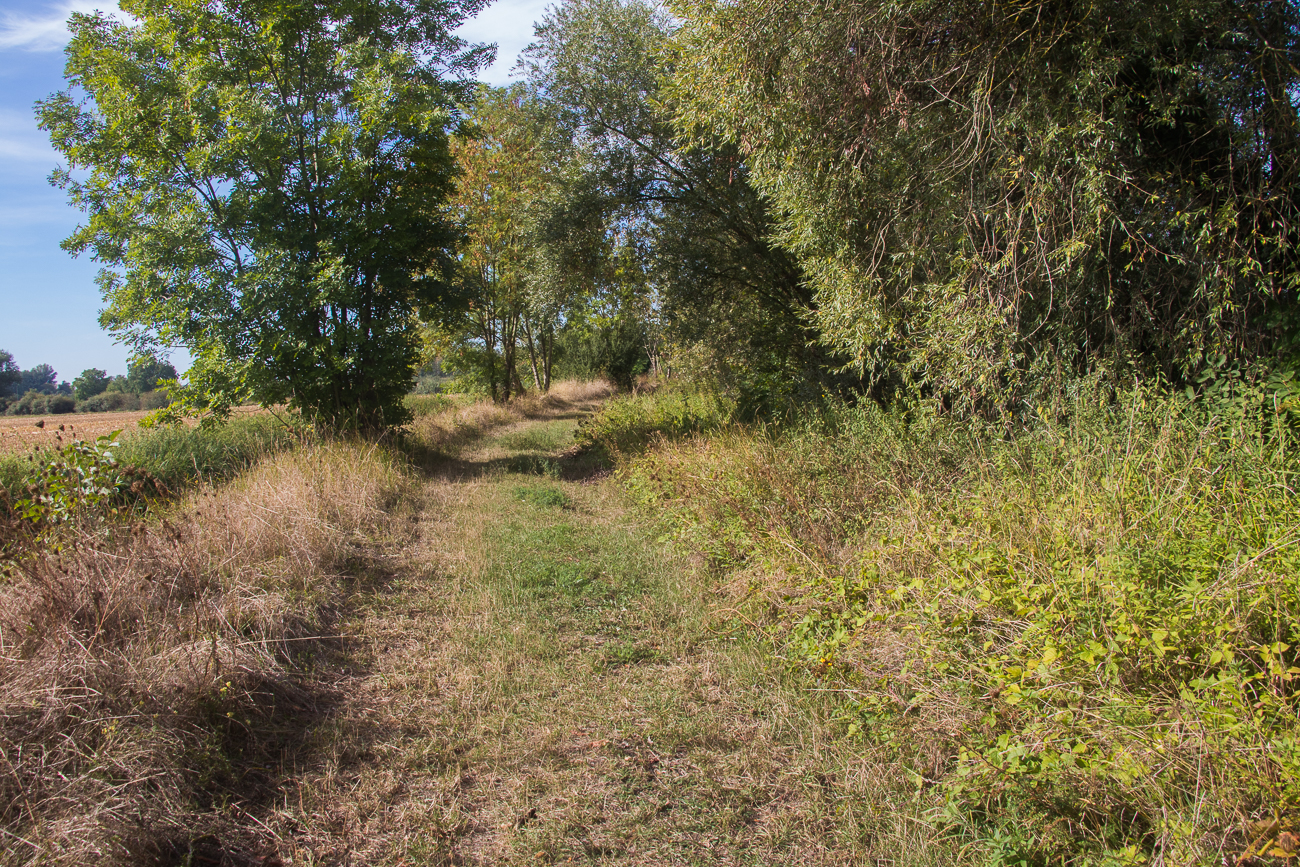 Auf einem Wiesenweg