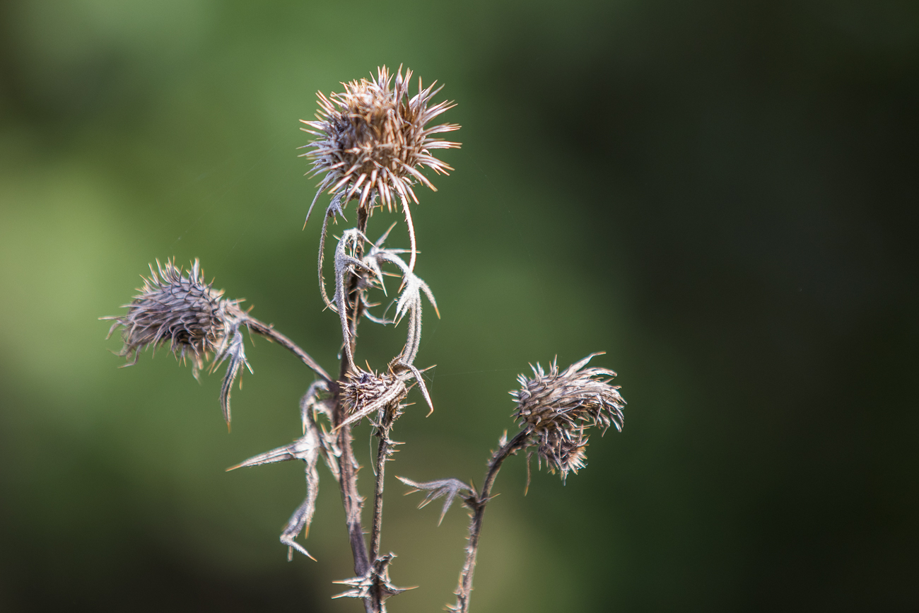 Distel