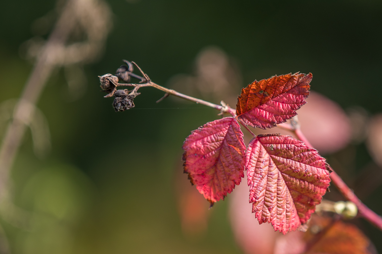 Brombeere