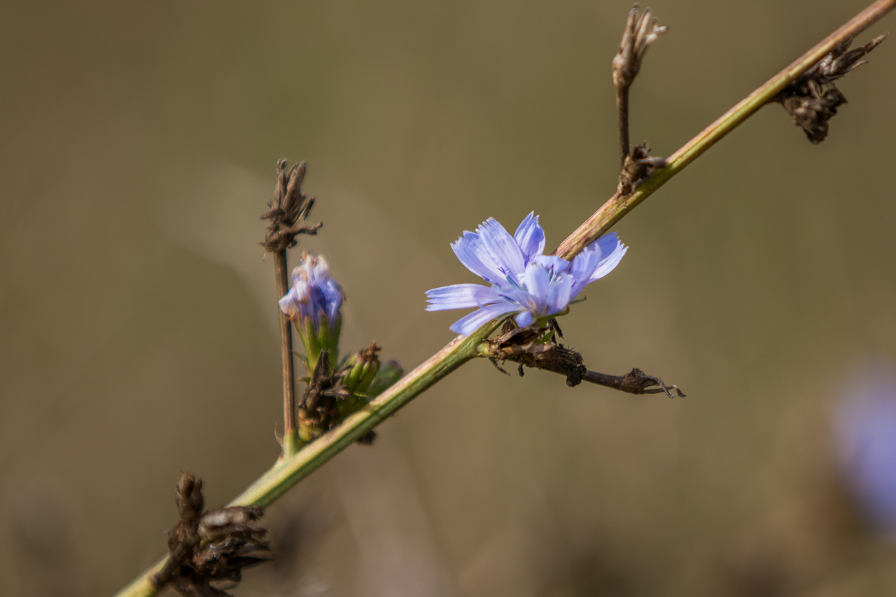 Unbekannte Blüte
