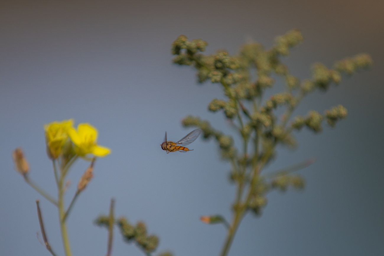 Anflug ...