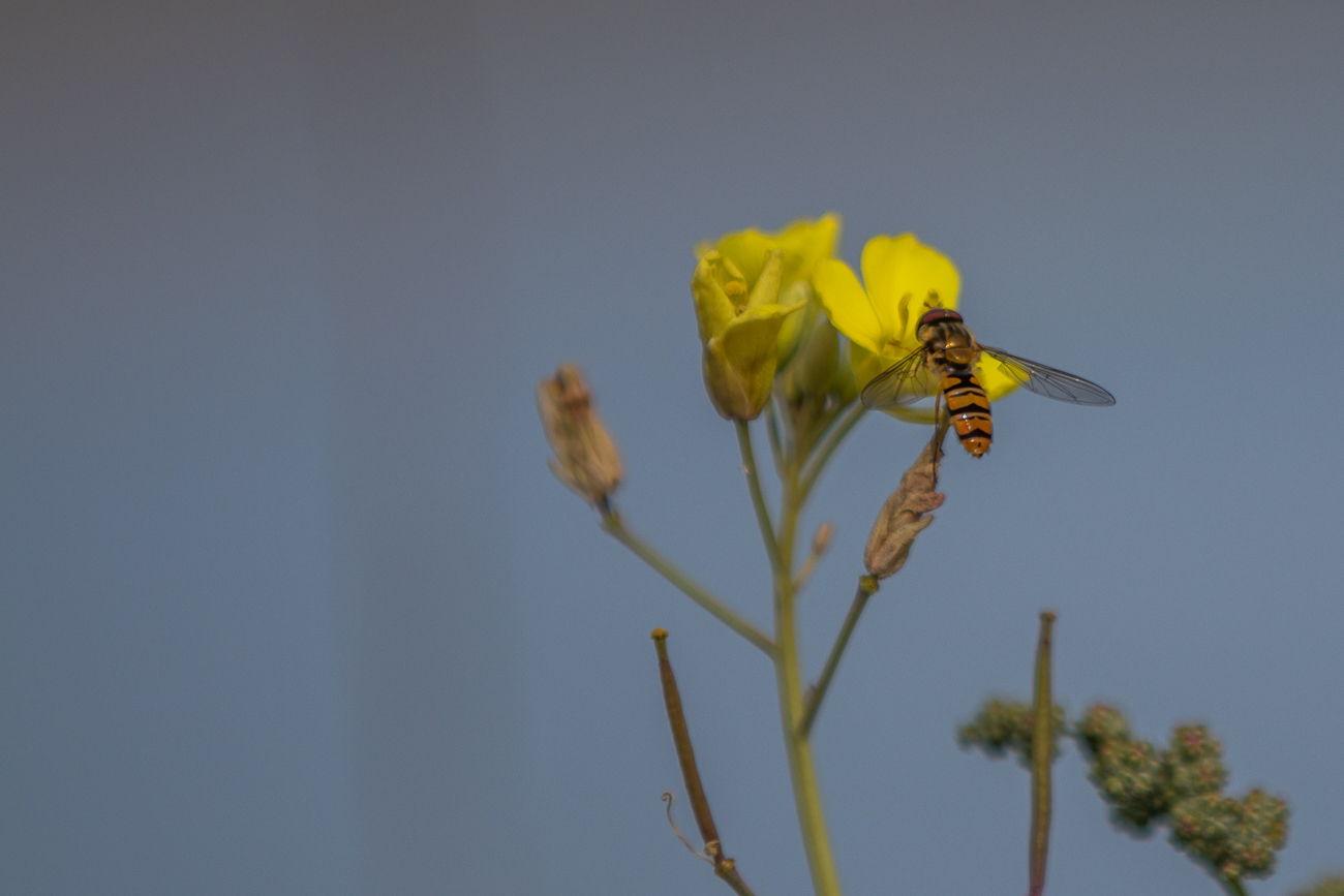 ... auf die Blüte