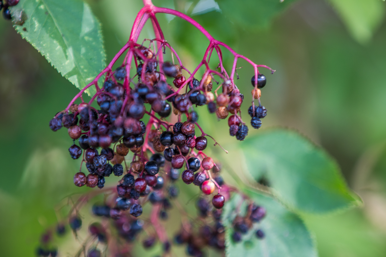Überreife Beeren
