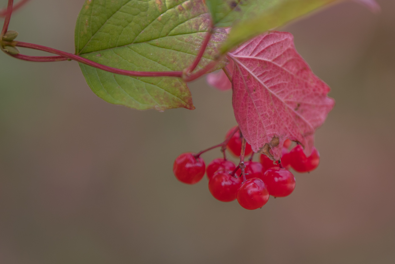Beeren