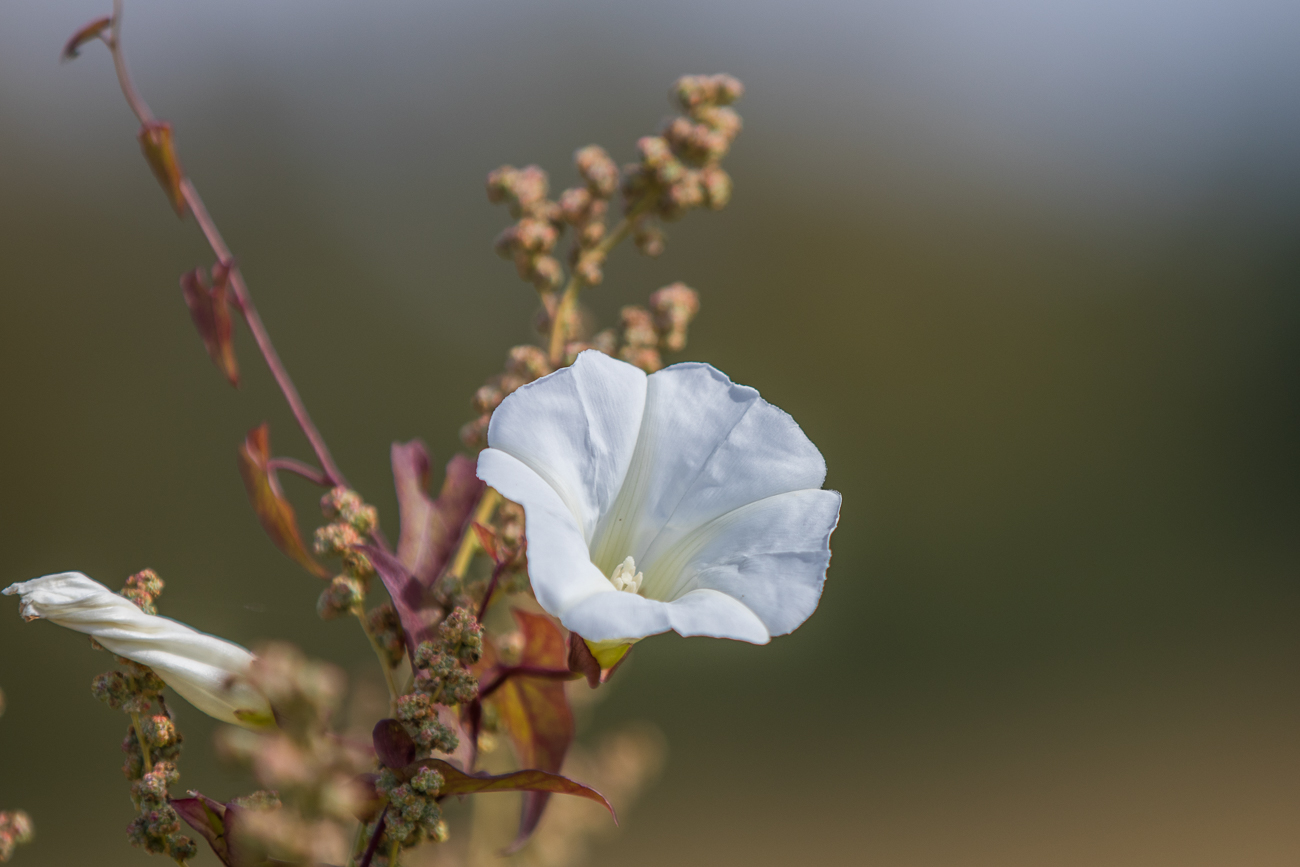 Zarte Blüte