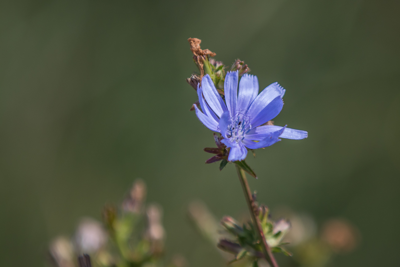 Schönes Blau
