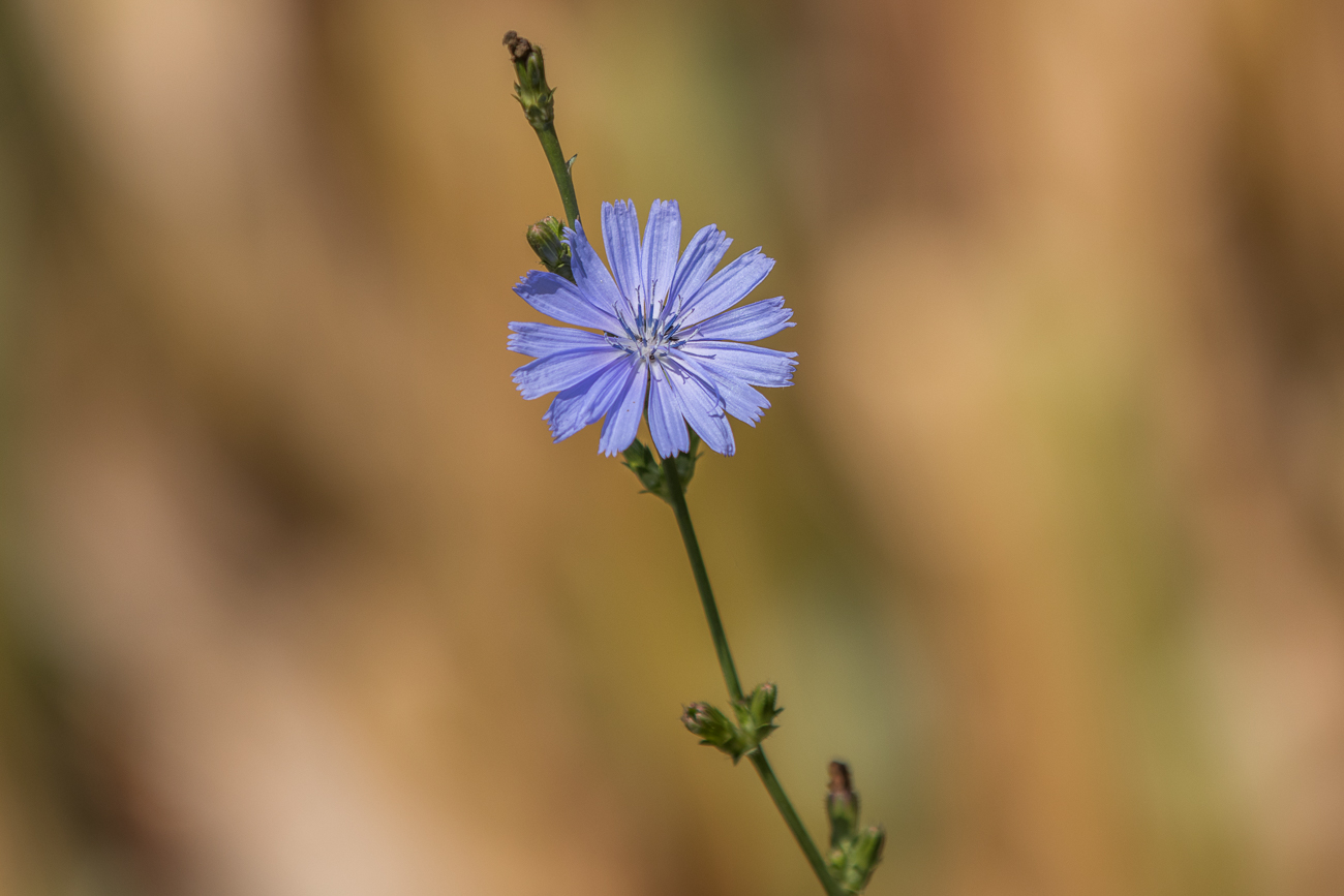 Schönes Blau