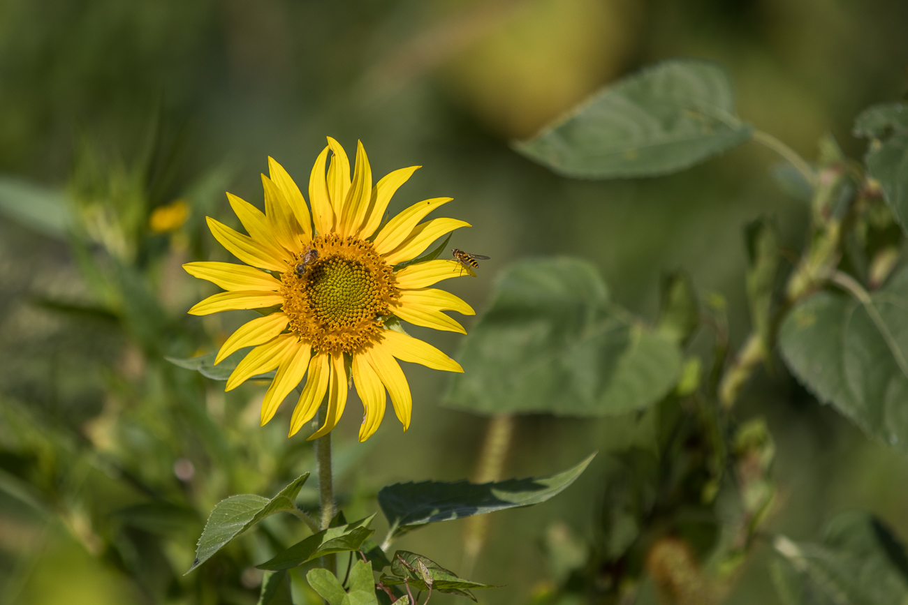 Sonnenblume ...