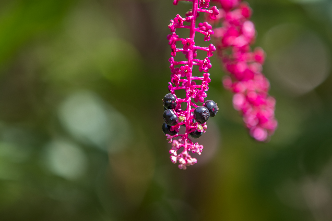 Beeren