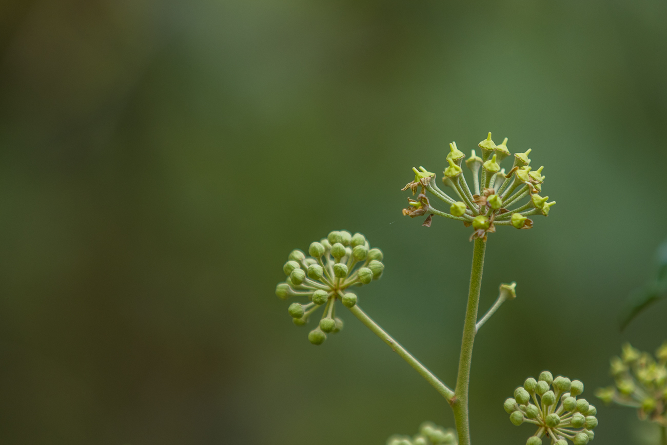 Knospen