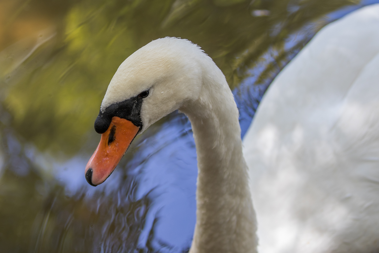 Höckerschwan