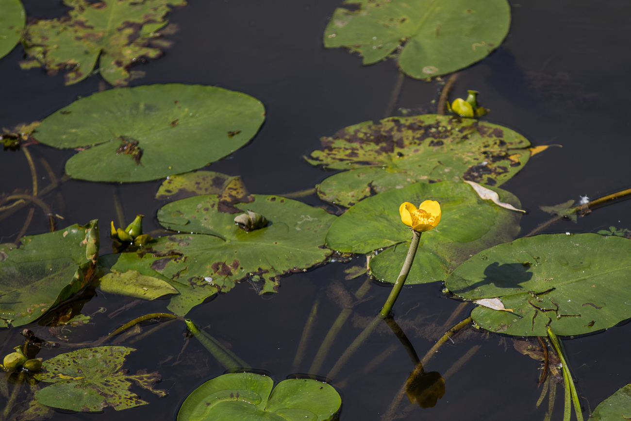 Seerose