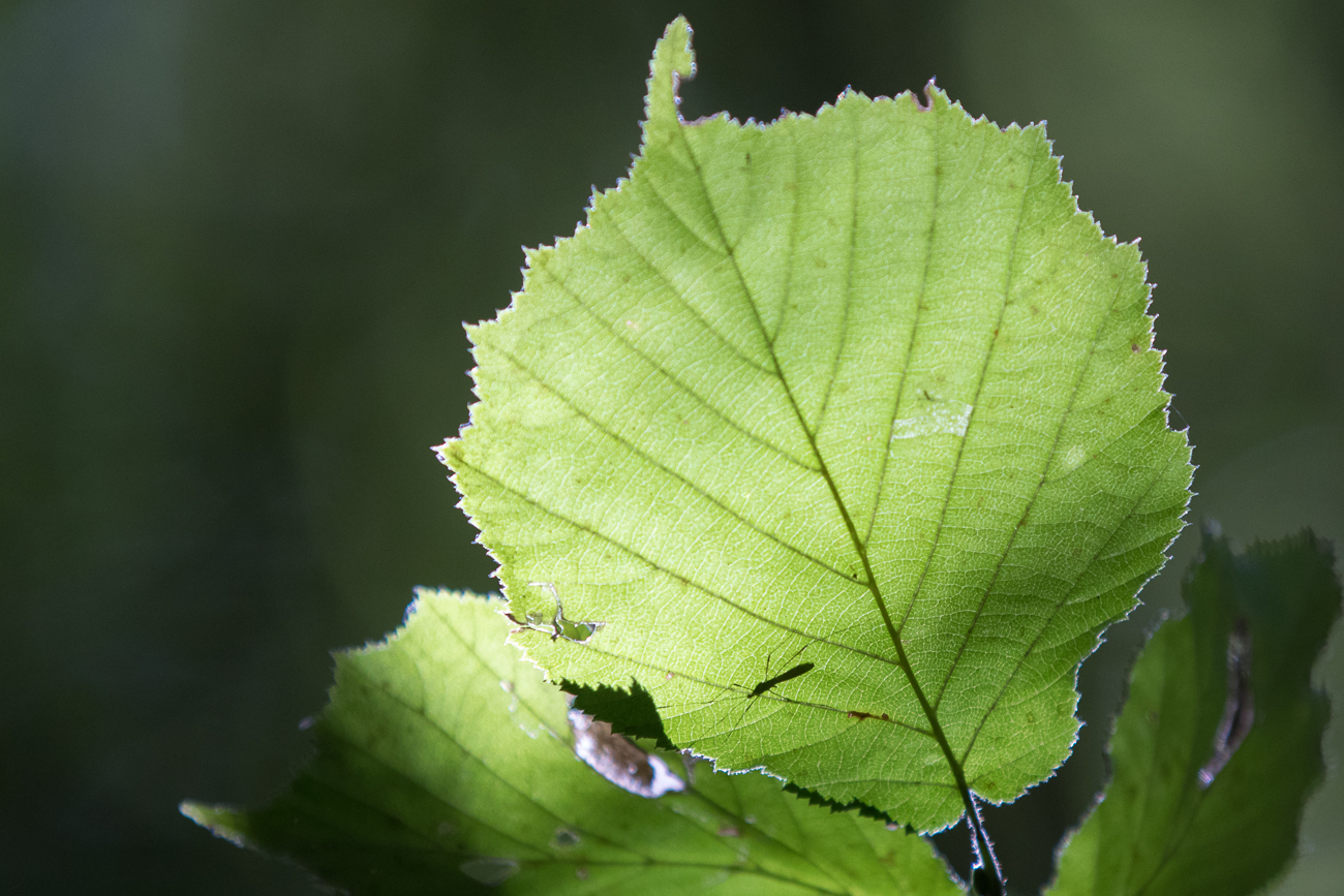 Insekt auf Blatt