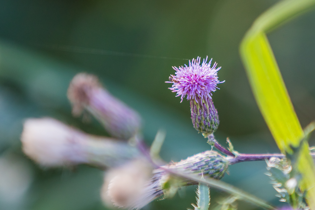 Distel