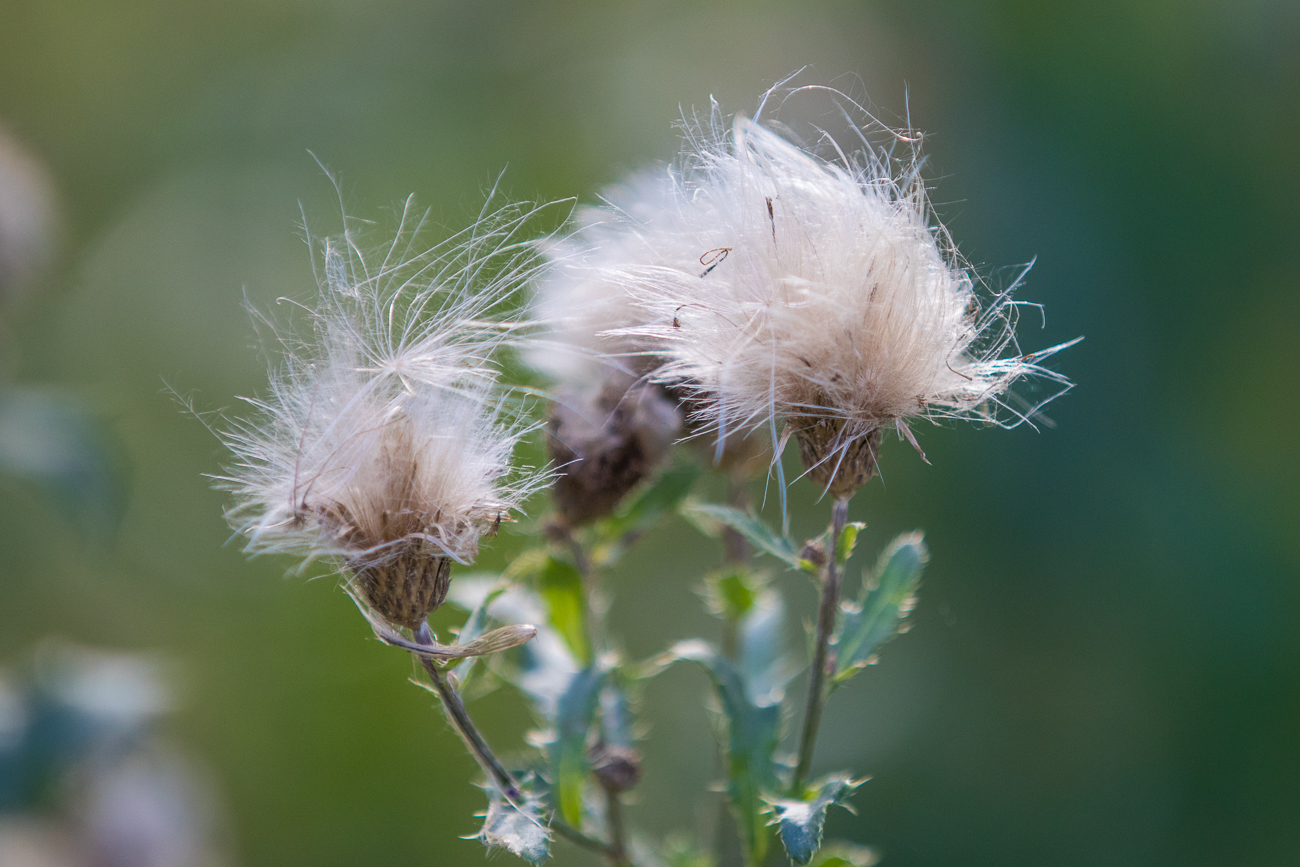 Distel