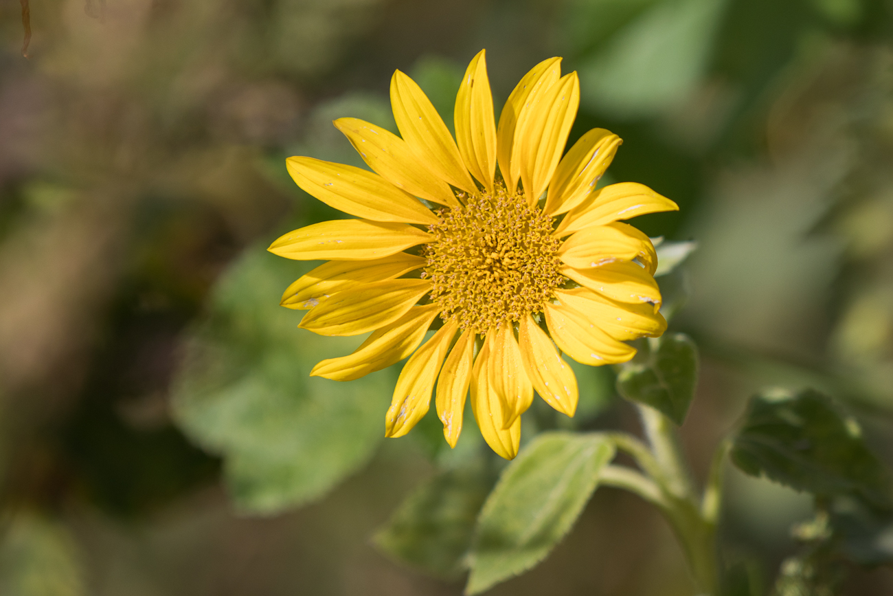 Sonnenblume
