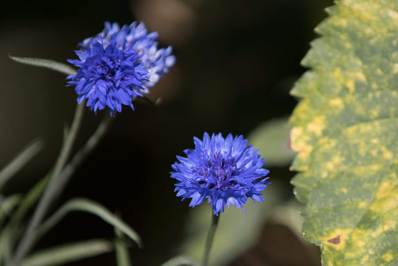 Blaue Schönheit