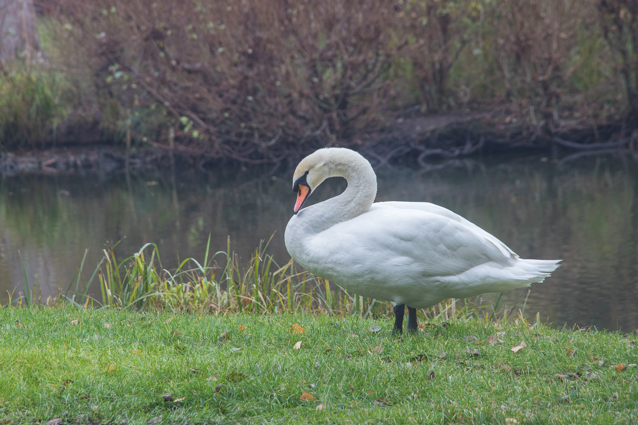Höckerschwan