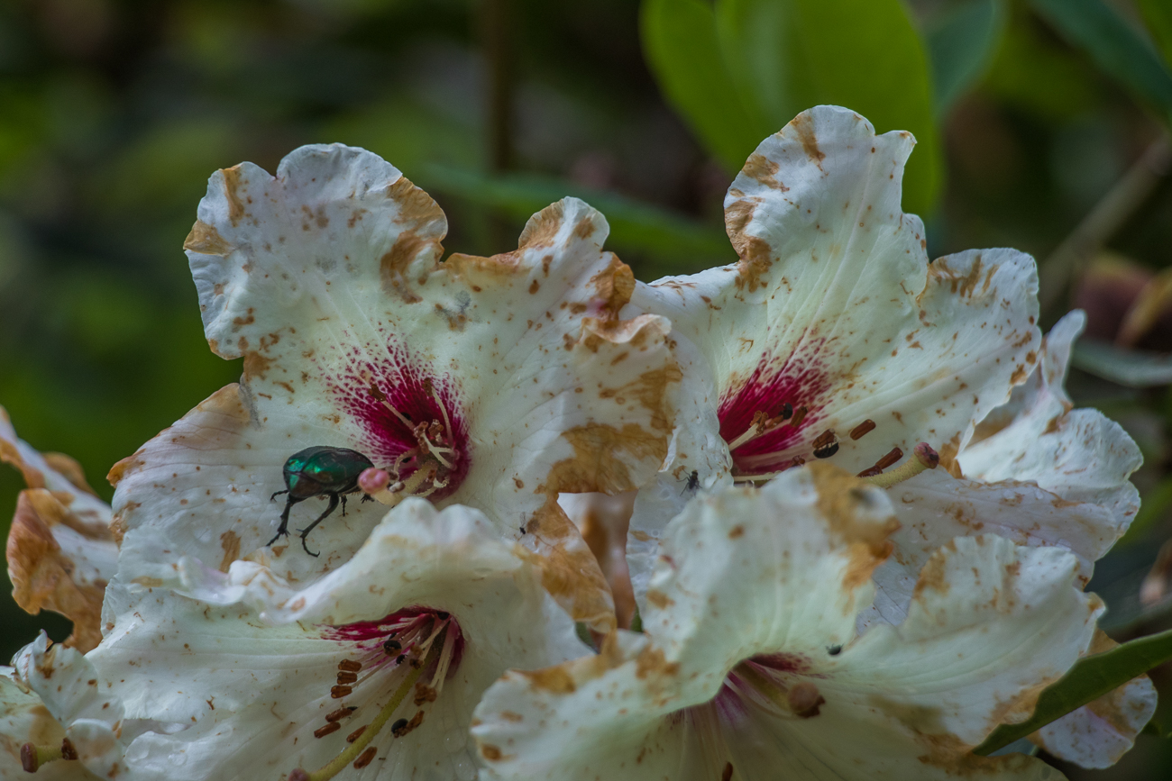 Goldk&auml;fer in einer der Bl&uuml;ten