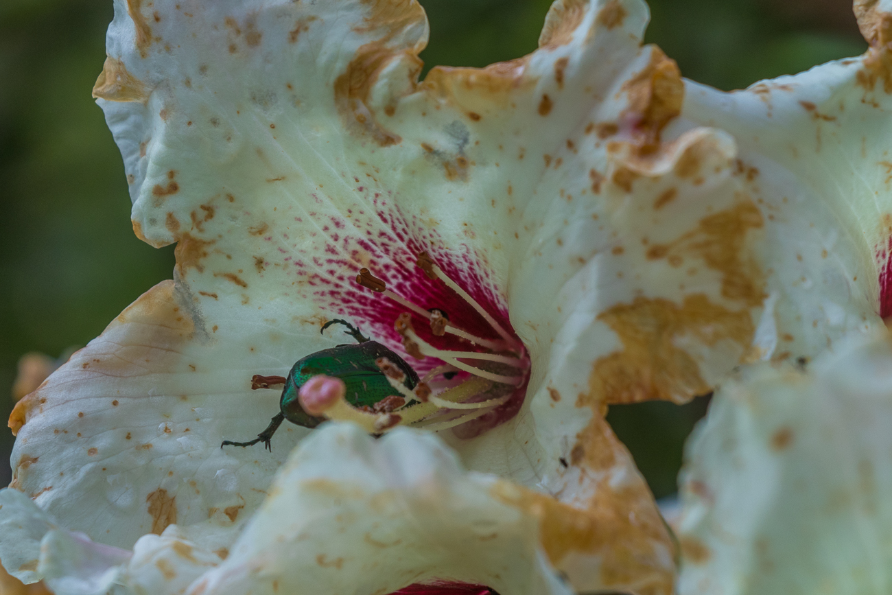 Goldk&auml;fer in einer der Bl&uuml;ten