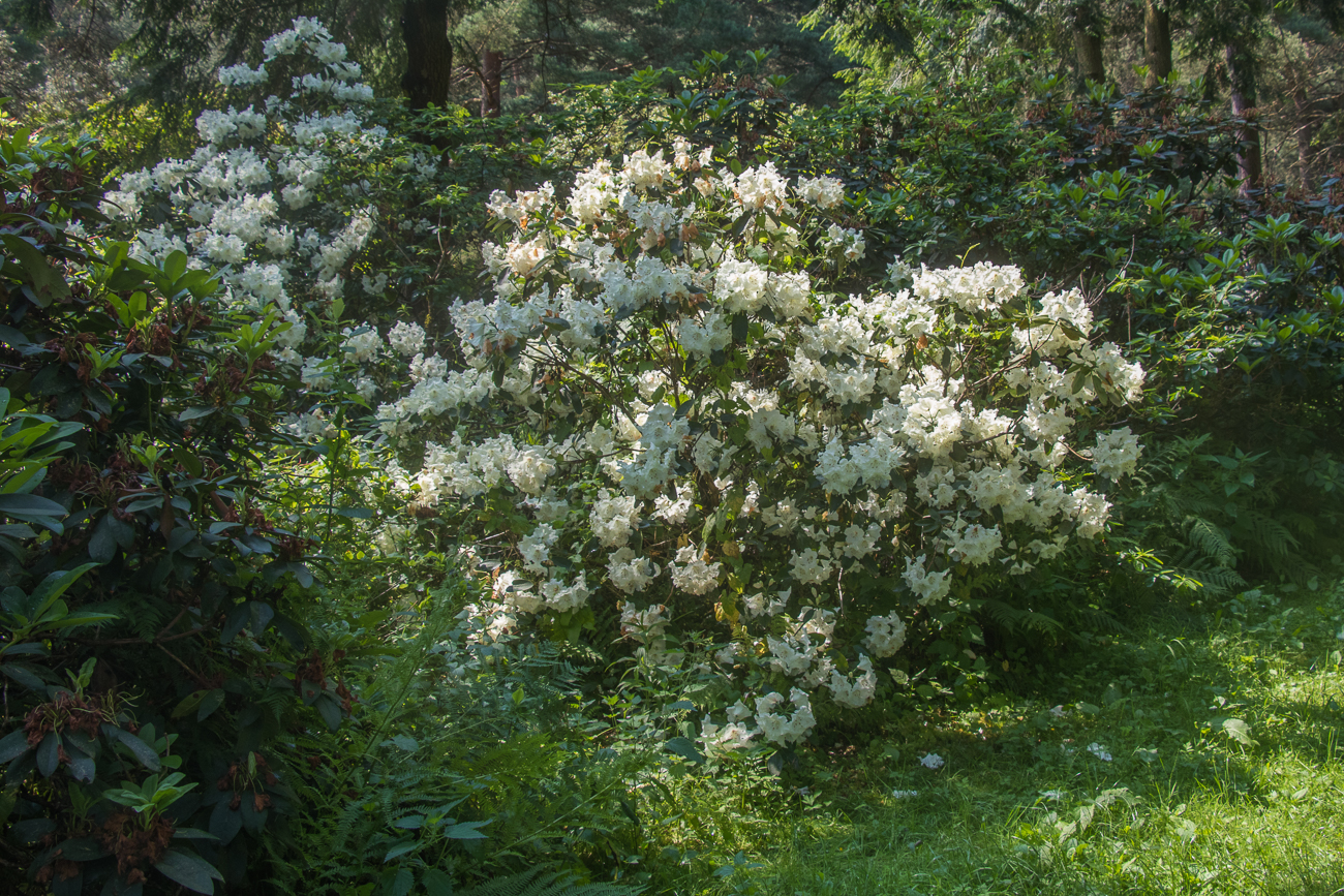 ... und wei&szlig; dominieren bei den Bl&uuml;ten