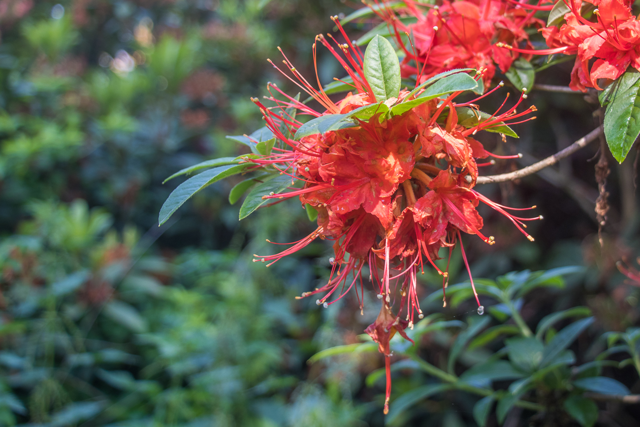 ... gibt es auch Azaleen