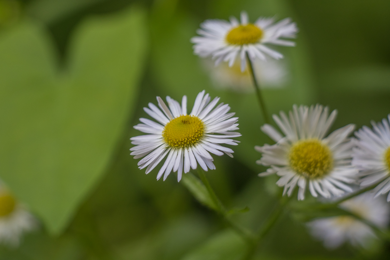 Trotz Wandern geht es mit den Bl&uuml;ten weiter ;-)