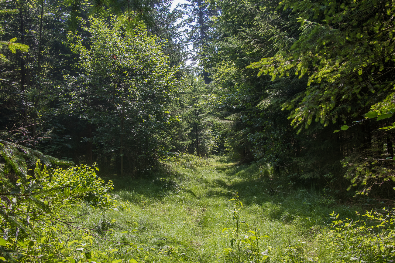 Hier ist schon lange niemand mehr gewandert