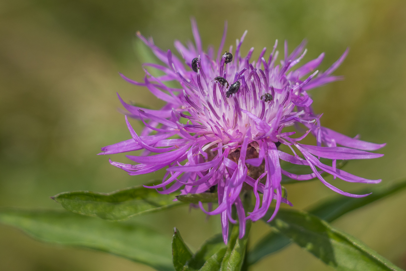 Diese hat viel Besuch ;-)